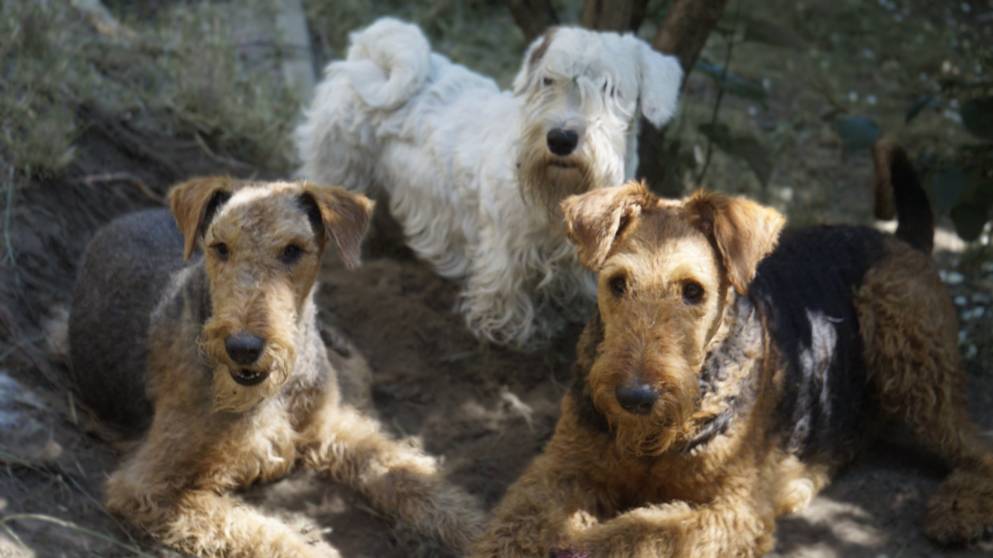 Szczenięta z airedale i sealyham hodowla Jasaba FCI