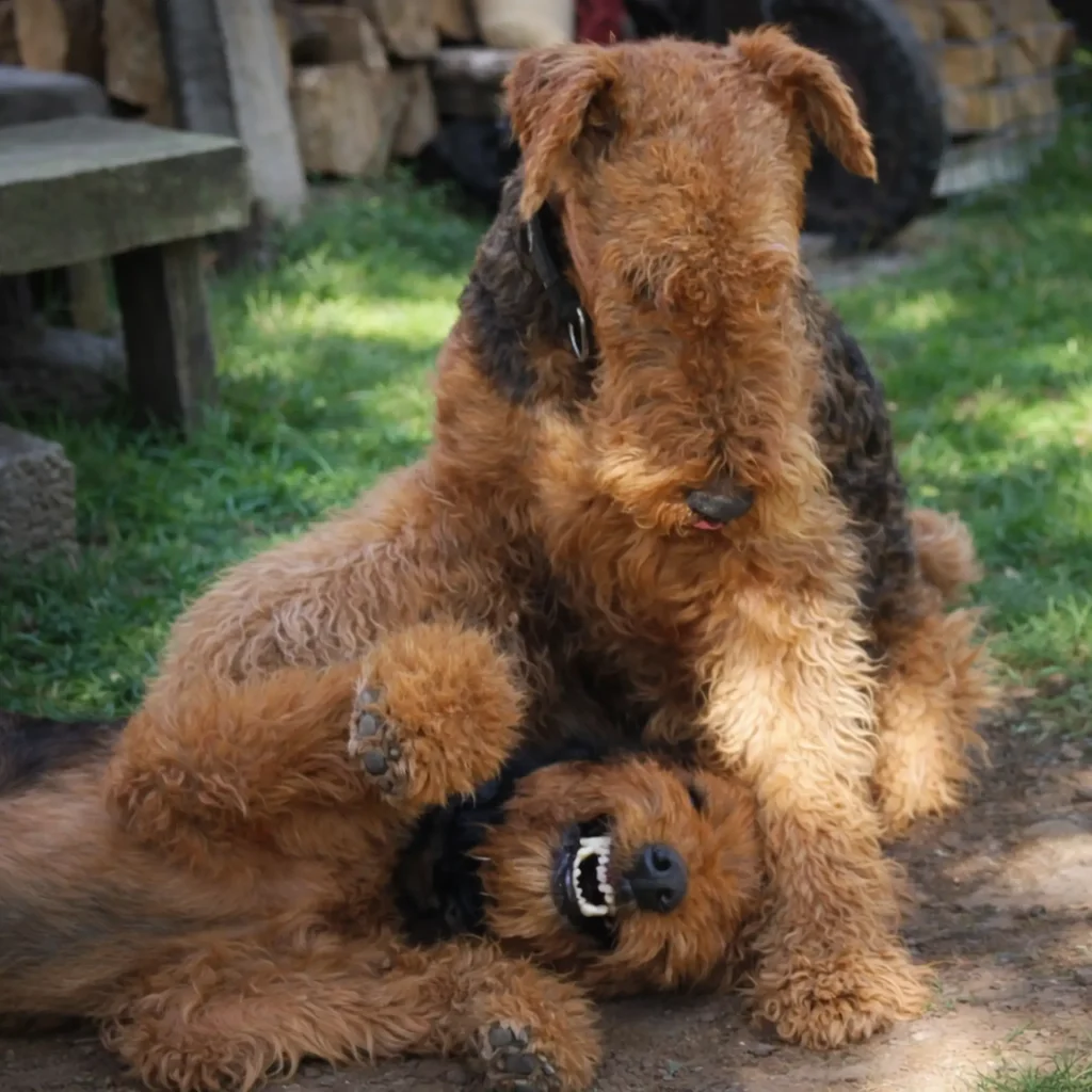 Szczenięta airedale sealyham terrier w hodowli Jasaba FCI